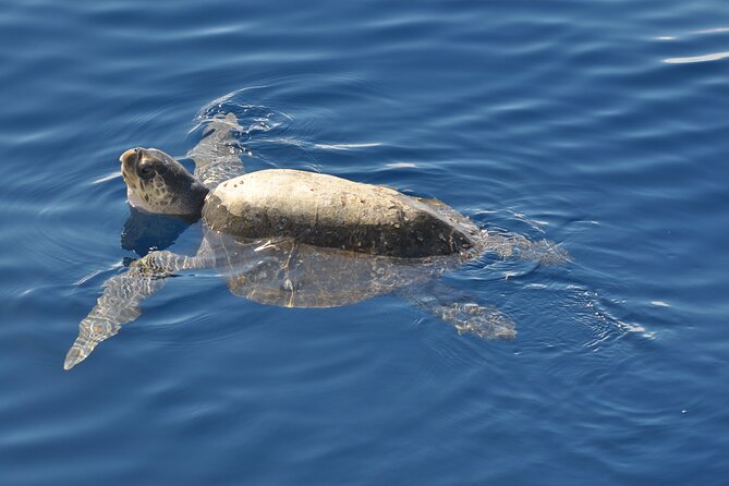 Espiritu Santo Island Tour - Boat comfort, group size, and the real pace