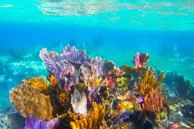 Exclusive Private Boat to El Cielo - Starting at The Money Bar in southern Cozumel