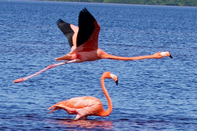 Excursion to Celestun Biosphere and Beach Day from Merida - Key points to know before booking