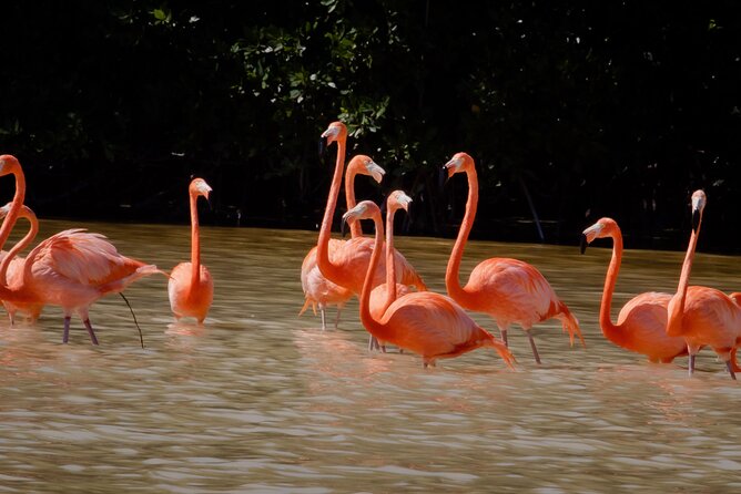 Excursion to Celestun Biosphere and Beach Day from Merida - Why Celestun makes a worthwhile day from Merida