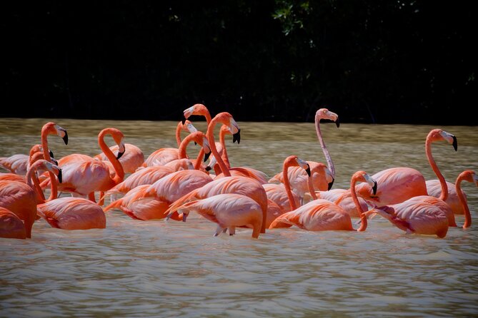 Excursion to Celestun Biosphere and Beach Day from Merida - The two-hour boat ride through the Celestun reserve