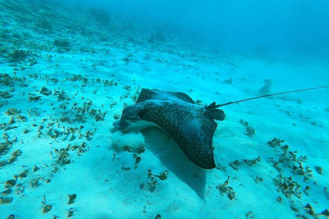 Experience Guided Snorkeling in Costa Maya - Key points to know before booking