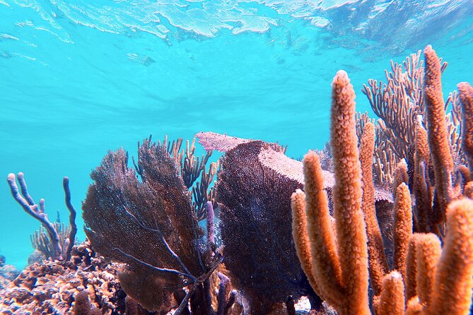 Experience Guided Snorkeling in Costa Maya - Second stop: coral and colorful fish