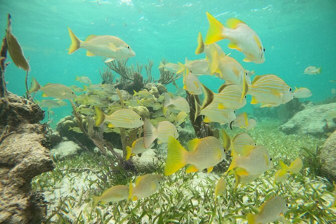 Experience Guided Snorkeling in Costa Maya - Why the photo service adds real value