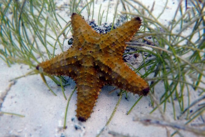 Experience Guided Snorkeling in Costa Maya - The family factor