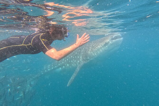 Experiences with whale sharks in La Paz - Key points to know before you book