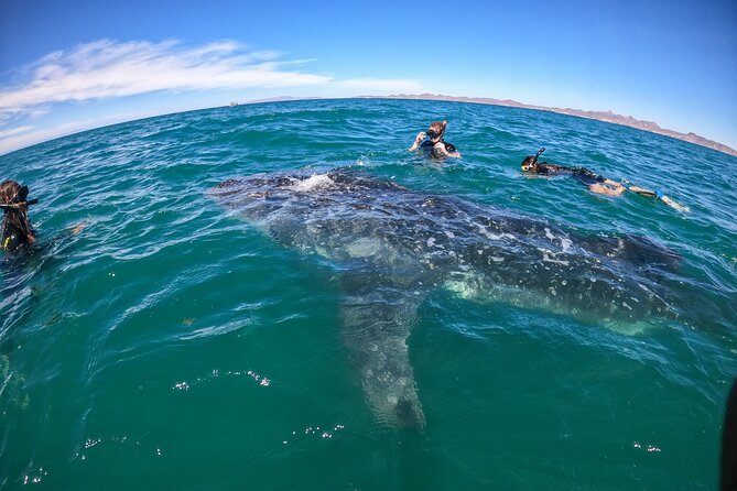 Experiences with whale sharks in La Paz - Why La Paz is a special place for whale sharks