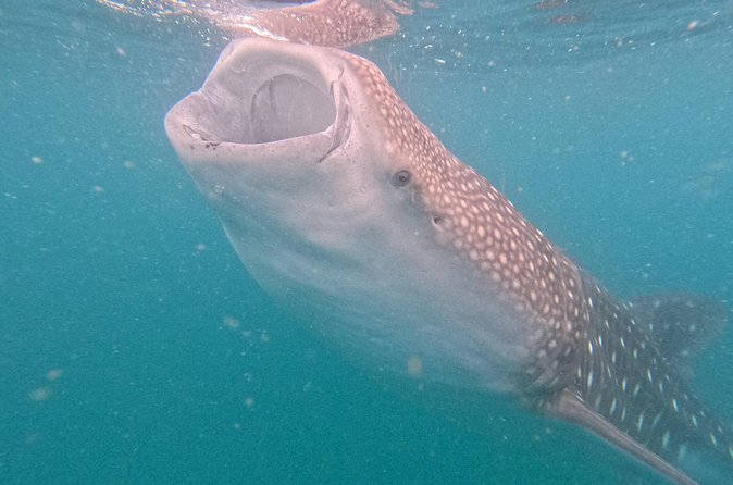 Experiences with whale sharks in La Paz - The ride out: beautiful, but not always smooth