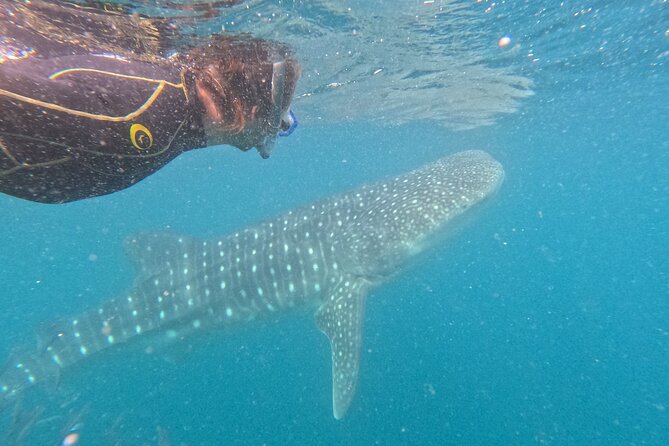 Experiences with whale sharks in La Paz - Entering the water and swimming alongside a whale shark