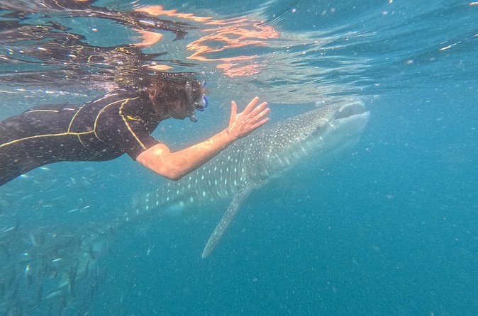 Experiences with whale sharks in La Paz - What the three hours really includes