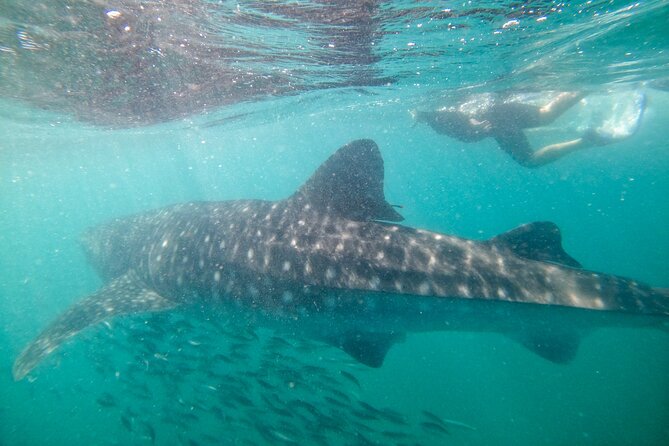 Experiences with whale sharks in La Paz - Organization and timing concerns