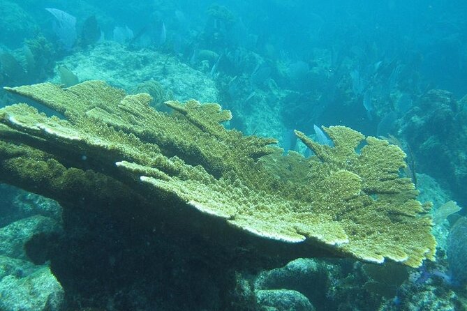 Explore Contoy Island - What the small group size changes