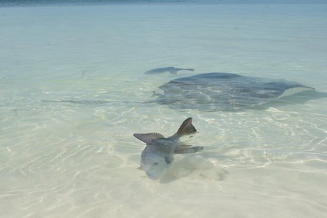 Explore Contoy Island - Packing for a protected island and reef stop