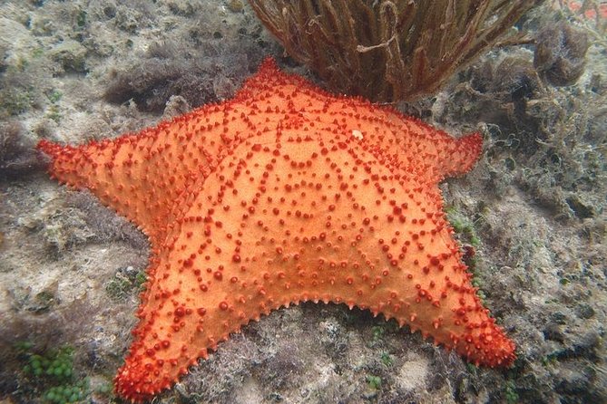 Explore Contoy Island - Isla Contoy National Park, the day’s quieter stop