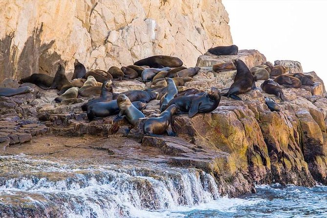 Explore Los Cabos City Tour, Glass-Bottom Boat Ride, Lunch and Shopping! - Transportation, Pickup, and the Pace of the Day