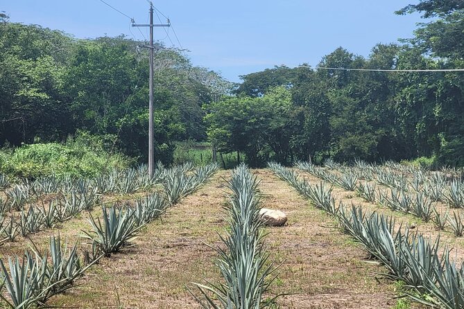 Finca 18 Puerto Vallarta Tequila Tour + Chocolate Pairing - From cooked agave to small-batch spirits