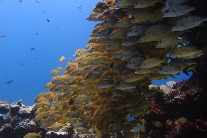For certified Divers Experience the Under Water Museum and the Manchones Reef - The Underwater Museum: art with a regulator