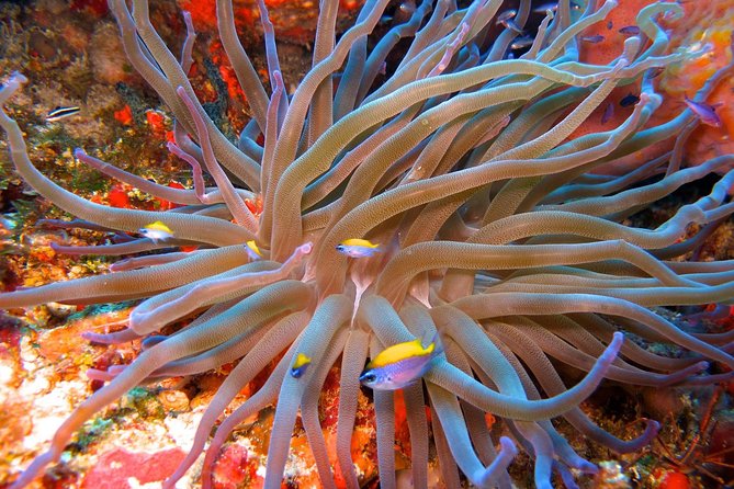 For certified Divers Experience the Under Water Museum and the Manchones Reef - Manchones Reef and the natural side of the trip