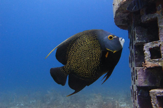For certified Divers Experience the Under Water Museum and the Manchones Reef - What happens from check-in to the boat