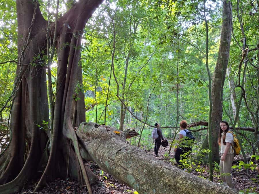 From Bacalar: Calakmul Ruins Expedition & Jungle Trek - Key reasons this Calakmul trip is worth considering