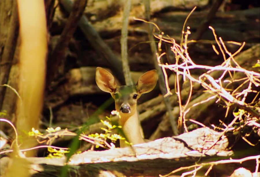 From Bacalar: Calakmul Ruins Expedition & Jungle Trek - Three hours among Calakmul’s Maya temples