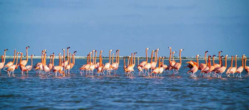 From Cancún: Rio Lagartos & Las Coloradas Day Trip & Lunch - Guides, boats, and the human side of the day