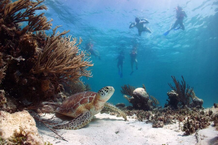 From Cancun: Tulum and Akumal Cenote and Turtle Swim Tour - Snorkeling with sea turtles at Akumal