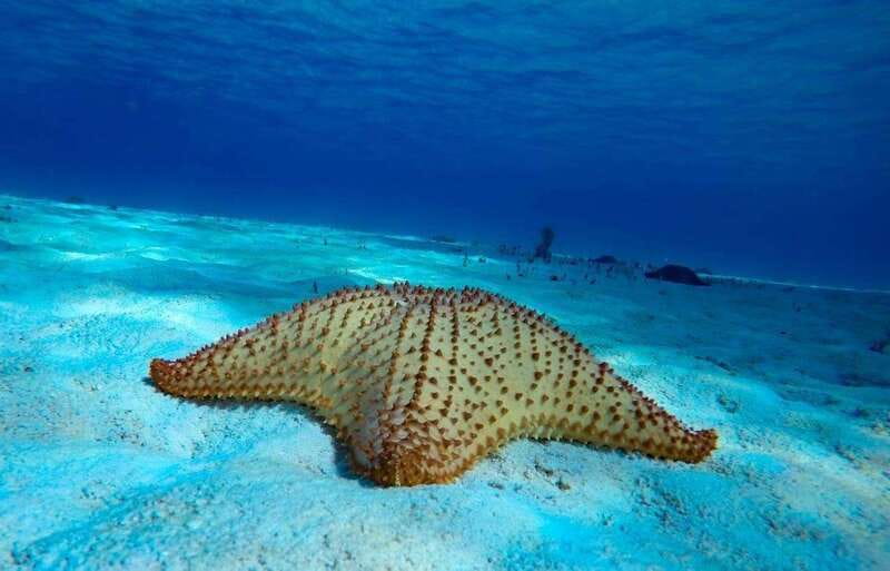 From Cozumel: 3 Reefs Boat Tour with Drinks and Snorkeling - The highlights at a glance