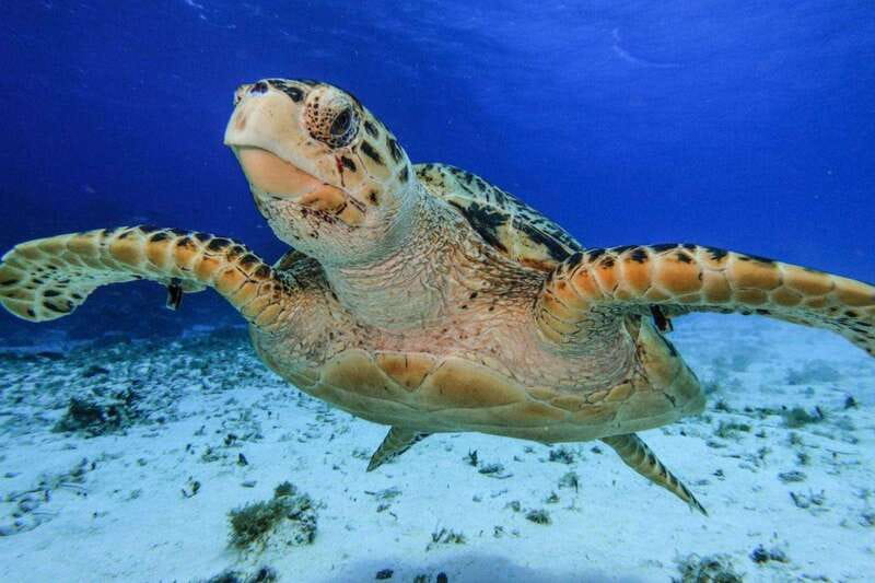 From Cozumel: 3 Reefs Boat Tour with Drinks and Snorkeling - Getting to Marina Cozumel ASIPONA