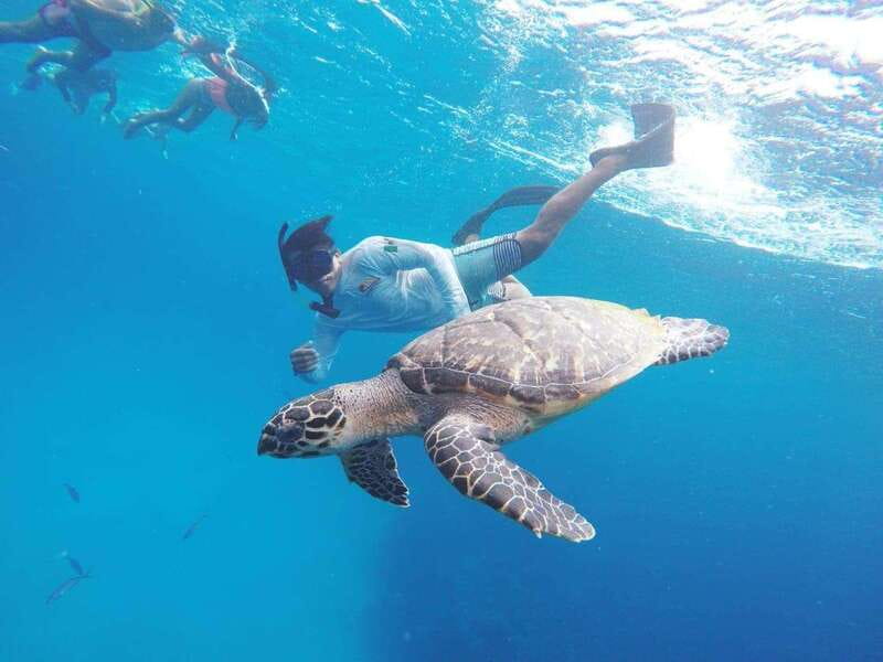 From Cozumel: 3 Reefs Boat Tour with Drinks and Snorkeling - Palancar Reef: the best place to search for larger animals