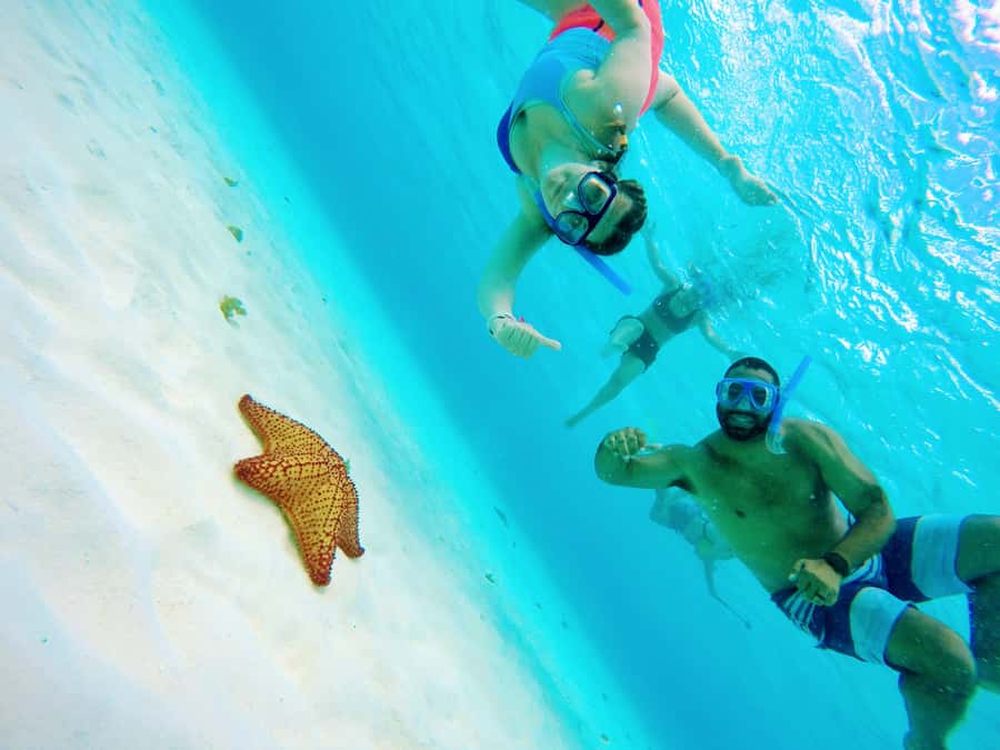 From Cozumel: Starfish, Stingrays and the Turtle Sanctuary - Meeting at Marina Cozumel ASIPONA