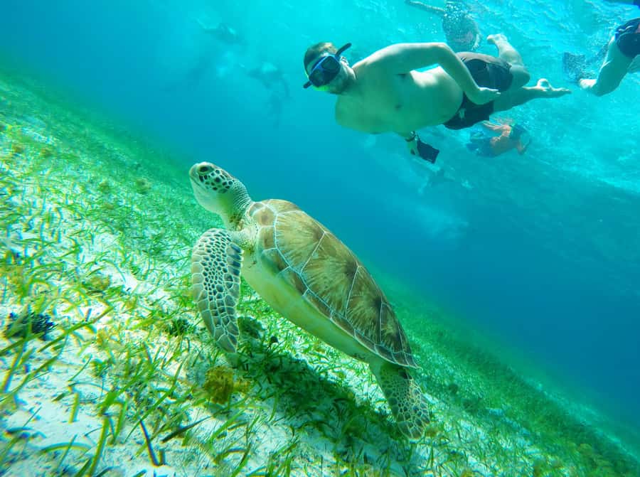 From Cozumel: Starfish, Stingrays and the Turtle Sanctuary - El Cielo and its famous starfish