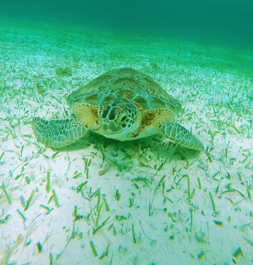 From Cozumel: Starfish, Stingrays and the Turtle Sanctuary - El Cielito Beach and the stingray stop