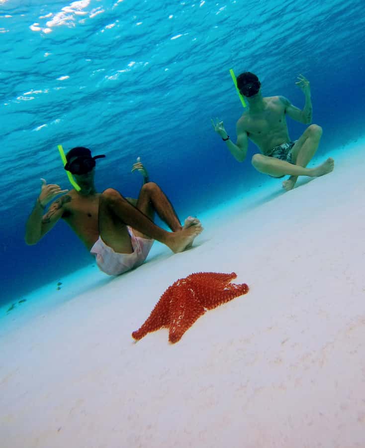 From Cozumel: Starfish, Stingrays and the Turtle Sanctuary - Guides, safety, and first-time snorkelers