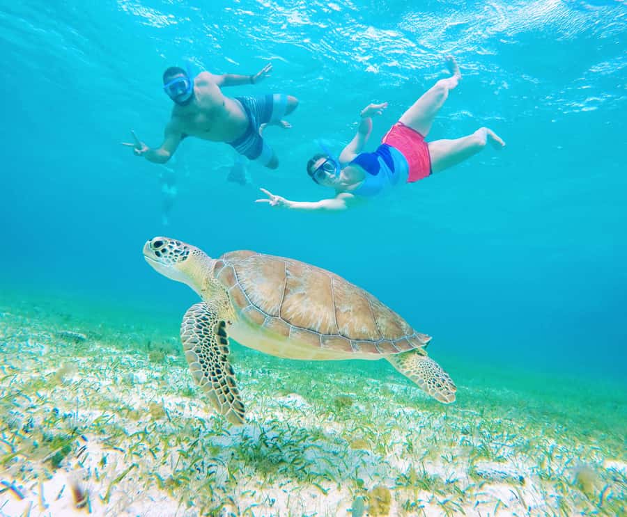 From Cozumel: Starfish, Stingrays and the Turtle Sanctuary - What is included for $52?