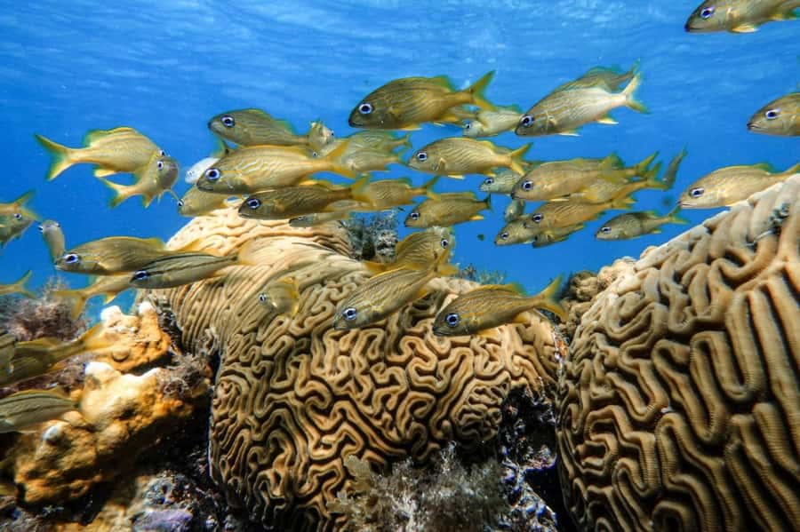 From Cozumel: Starfish, Stingrays and the Turtle Sanctuary - What to pack for a more comfortable day