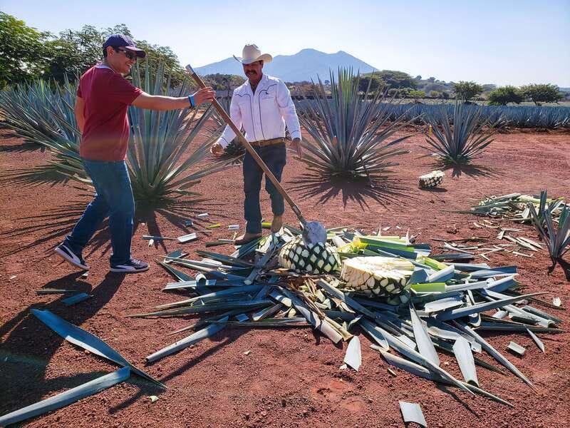 From Guadalajara: Town of Tequila & Jose Cuervo Factory Tour - Key points to know before booking