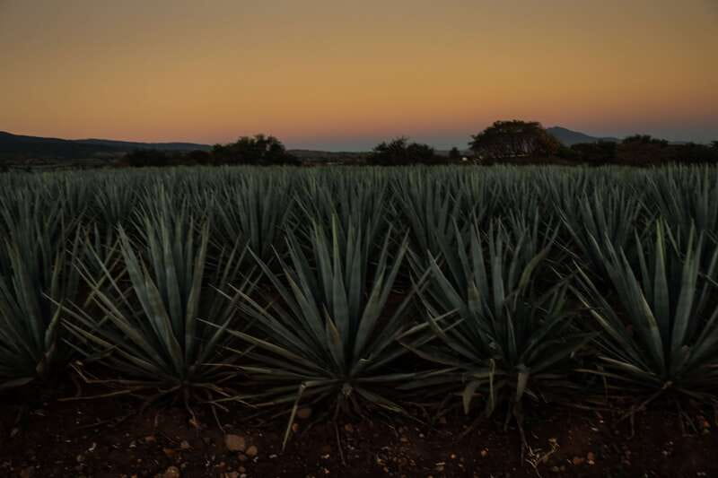 From Guadalajara: Town of Tequila & Jose Cuervo Factory Tour - Nearly three hours for lunch, shopping, and wandering