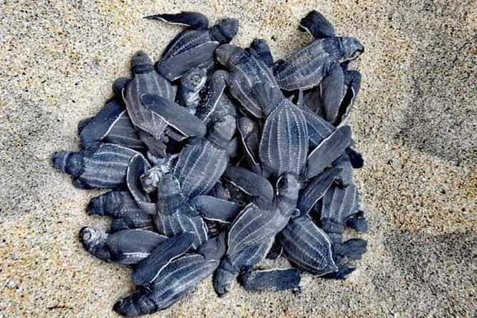 From Huatulco: Turtle Release & Bioluminescence - Key points to know before booking