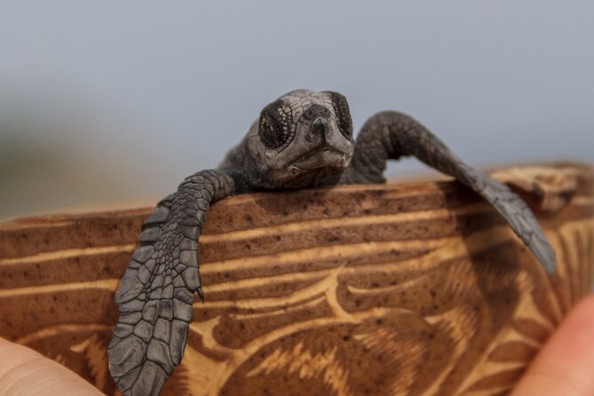From Huatulco: Turtle Release & Bioluminescence - Why this Huatulco day trip takes so long