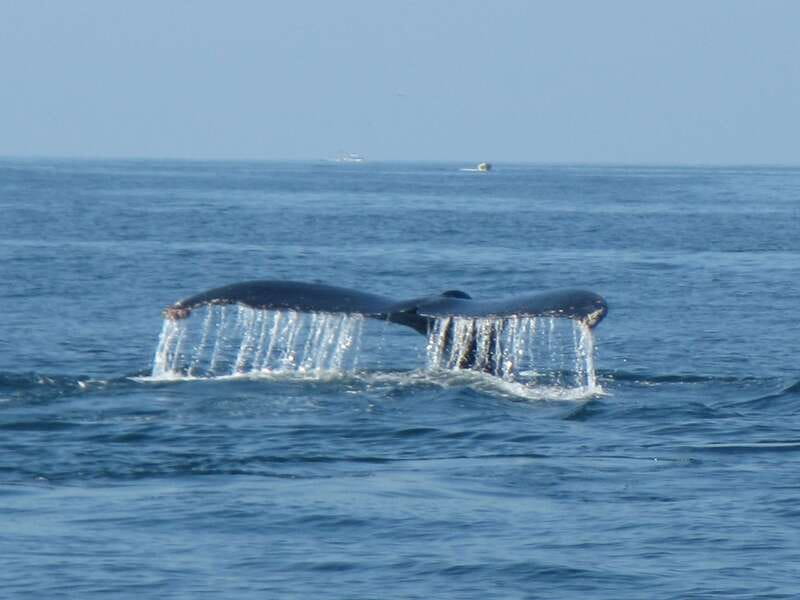 From La Crucecita: Private Huatulco 7 or 5 Bays Boat Trip - Value, cancellation, and the final decision
