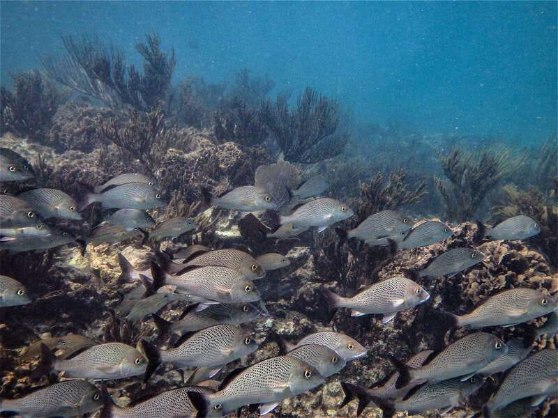 From Riviera Maya: Snorkeling & Private Cenote Half-Day Tour - Who should book this experience?