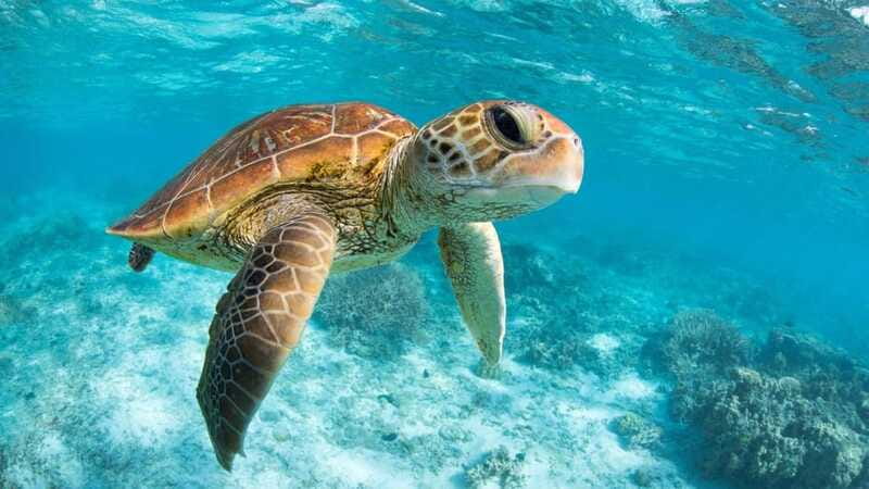 From Riviera Maya: Tulum, Cenote, & Akumal Turtle Swim Trip - Practical advice for a smoother day