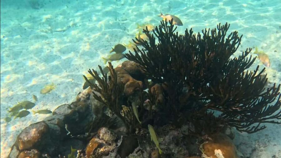 From Riviera Maya: Tulum, Cenote, & Akumal Turtle Swim Trip - Transport, timing, and the real length of the day