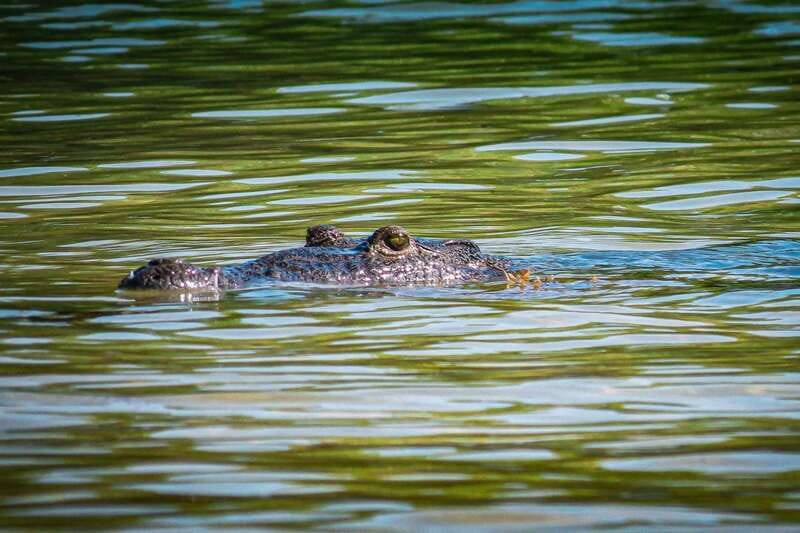 From Tulum: Sian Kaan Boat Trip Adventure with Lunch - Three hours among lagoons, mangroves, and wild animals