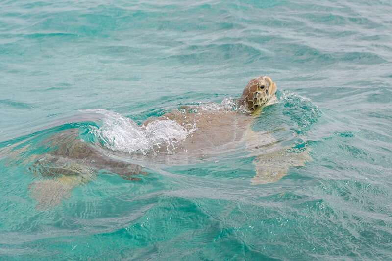 From Tulum: Sian Kaan Boat Trip Adventure with Lunch - The final boat ride and return to Tulum