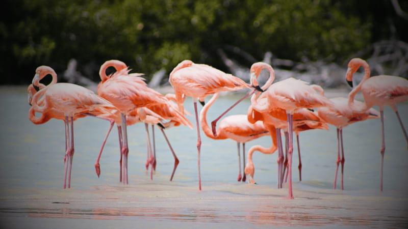 FROM VALLADOLID RIO LAGARTOS + LAS COLORADAS + CENOTE (COLECTIVO TOURISTIC) - Key points to know before booking