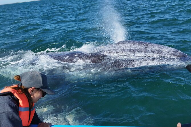 Full Day Gray Whale Watching Experience - Key points before you book