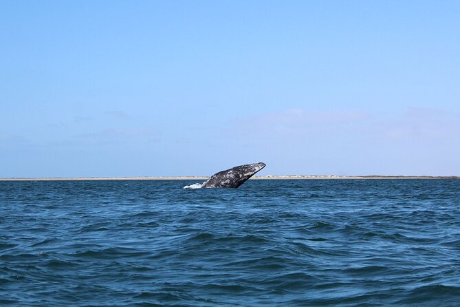 Full Day Gray Whale Watching Experience - What the panga experience is really like