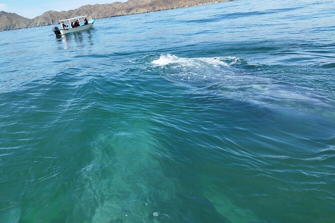 Full Day Gray Whale Watching Experience - Guides, explanations, and the marine biologist question